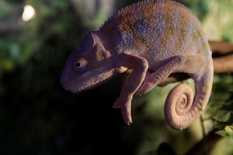 meller's chameleon_Adina Voicu_Pixabay
