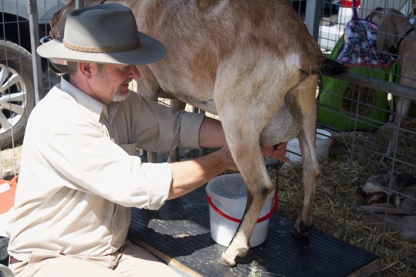 milking goat