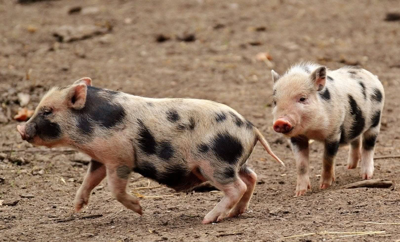 mini pig II_Alexas_Fotos_Pixaby