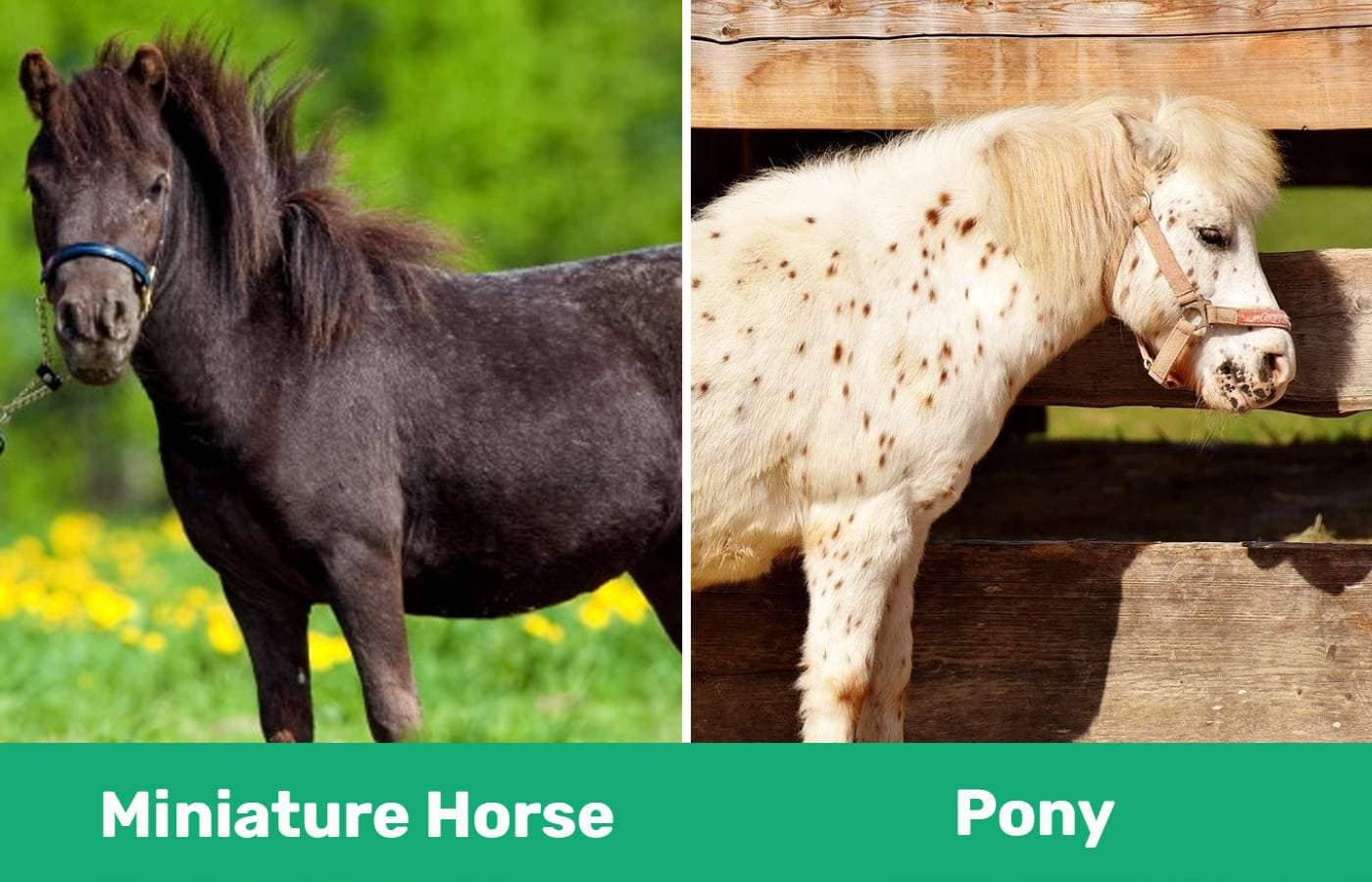 miniature horse vs pony - side by side