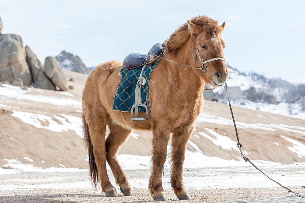 Mongolian horse