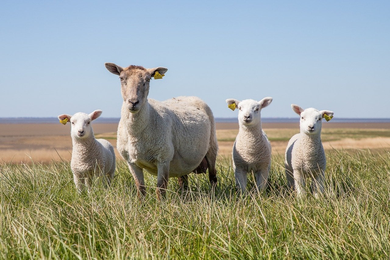 mother sheep and her babies out in the field