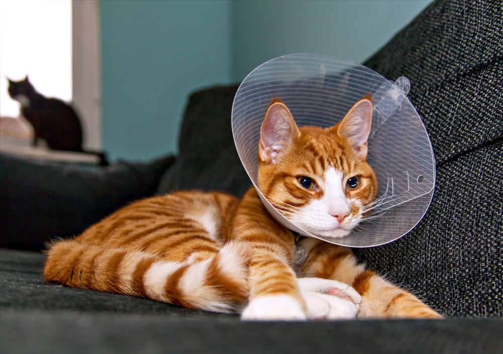 orange cat with veterinary cone on its head after surgery
