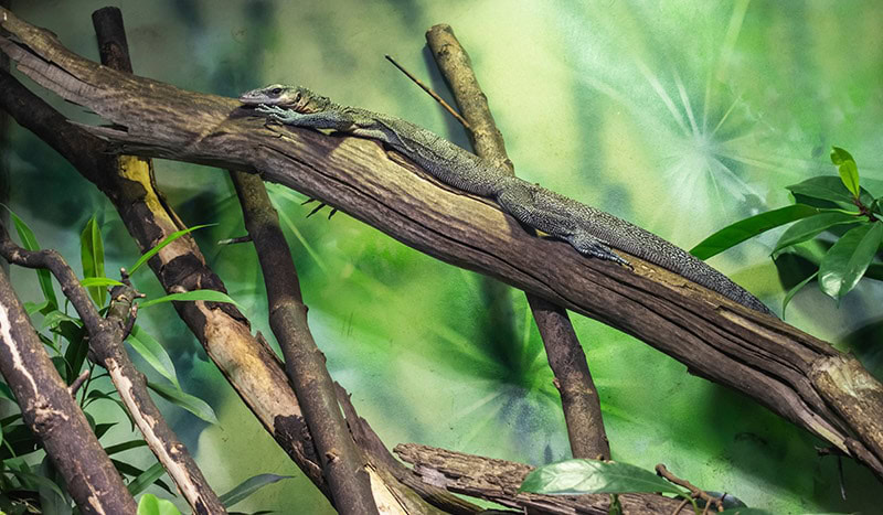 peach-throated monitor 