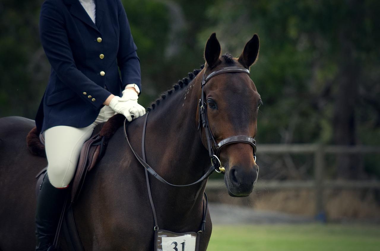 person riding American Standardbred Horse