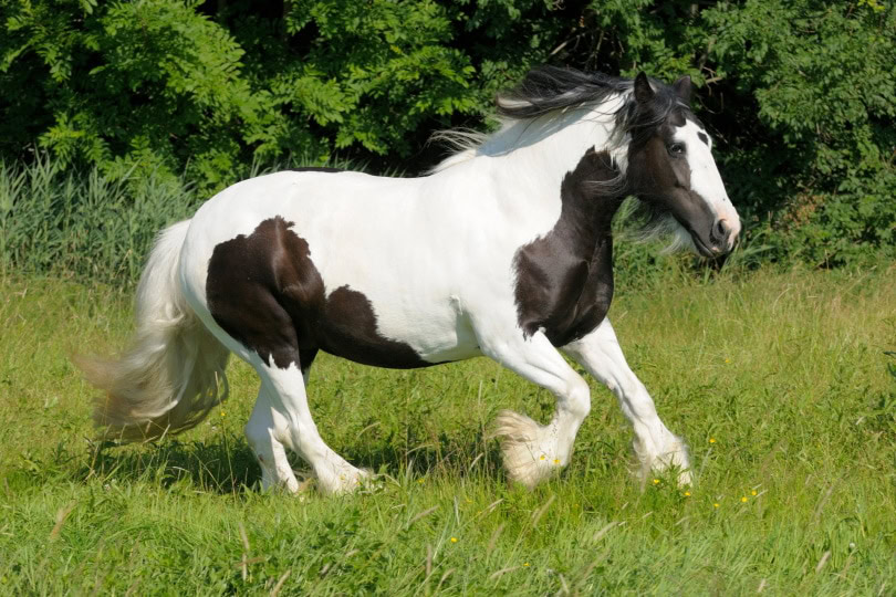 pinto horse