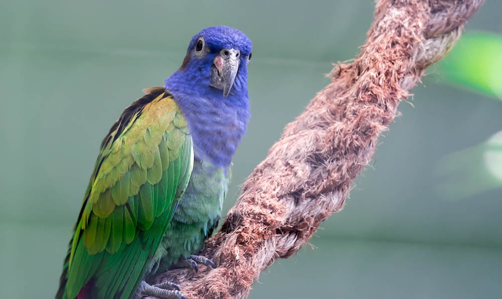 pionus parrot