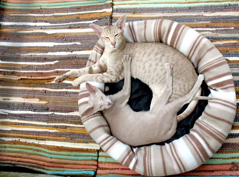 diy cat pillow