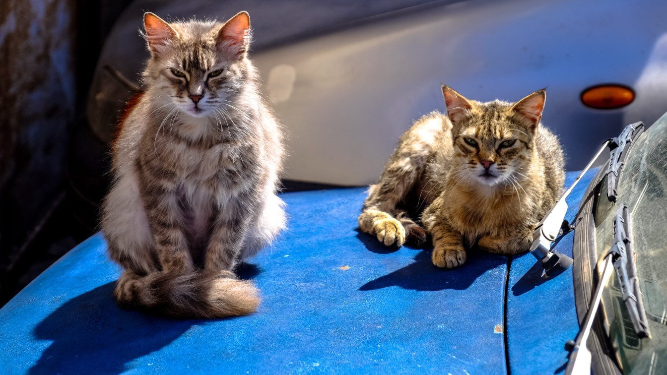 Cats on car