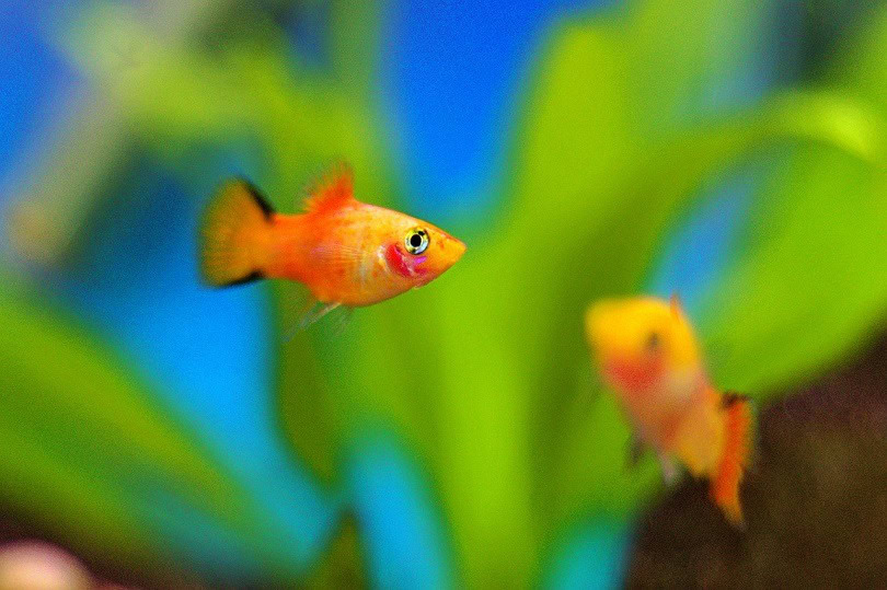 platy fish-pixabay