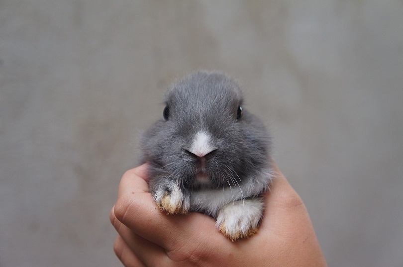 plush rabbit-pixabay