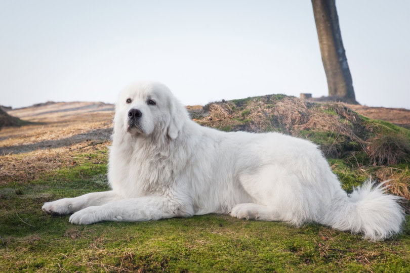polish tatra sheepdog lying