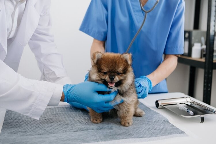 Vet listening to pomeranian breathing_mrmohock, Shutterstock