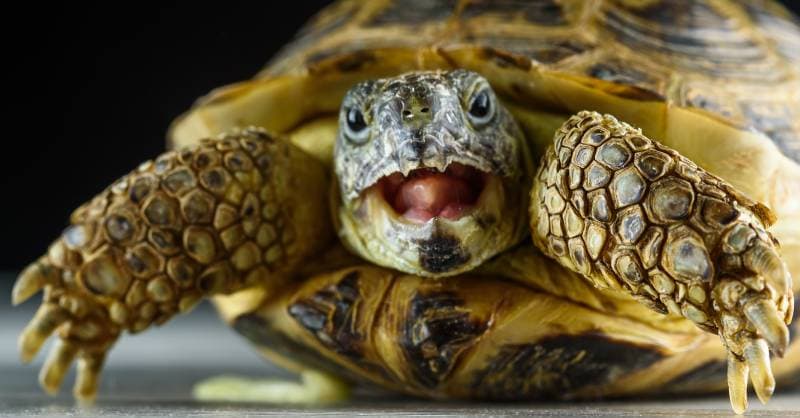 portrait of a turtle with an open mouth