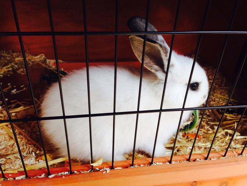 rabbit cage