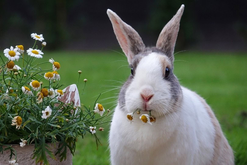 rabbit with ears pointing outward