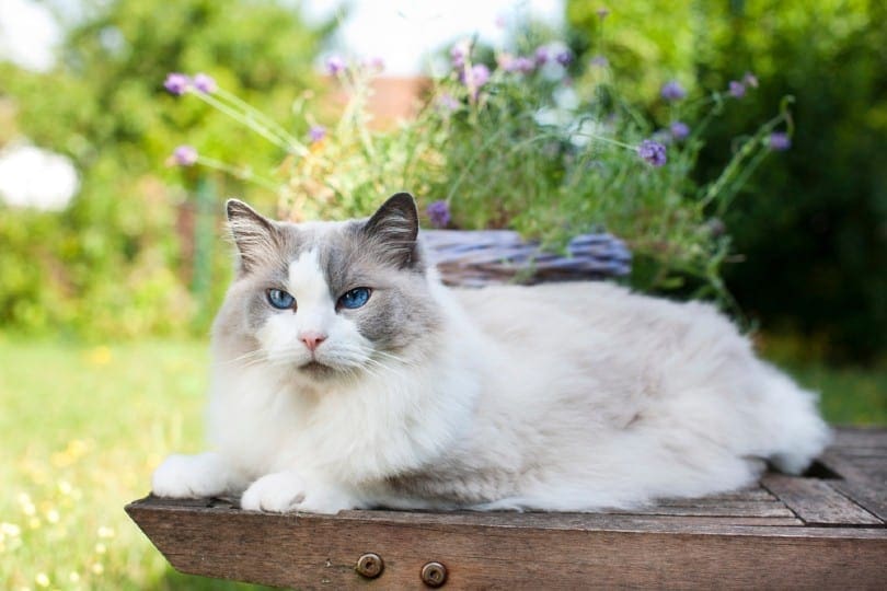 cat lying_absolutimages, Shutterstock