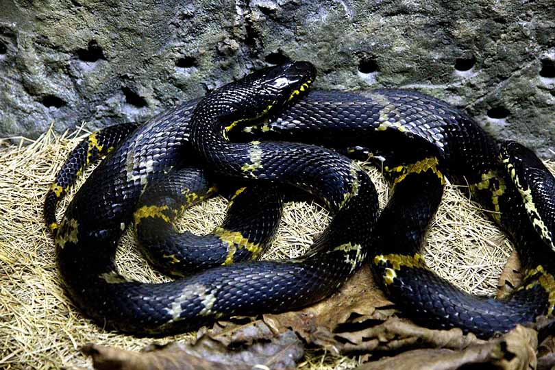 rat snake on hay grass