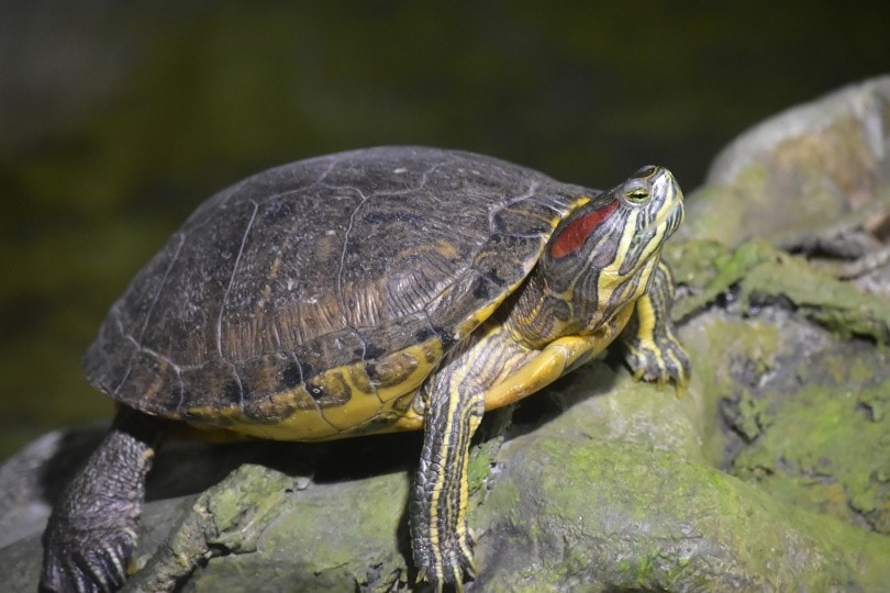 red-eared slider turtle_matos11_Pixabay