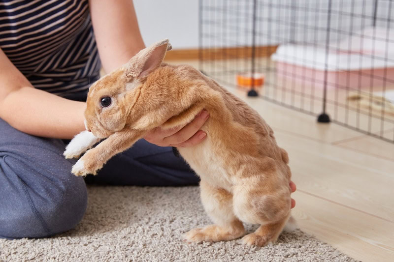 rex rabbit hold by owner