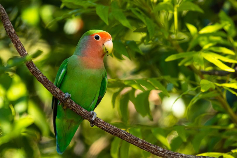 rosy faced lovebird