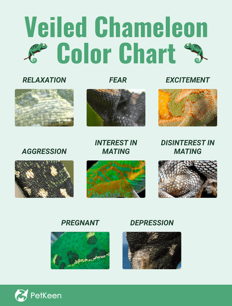 veiled chameleon color chart and guide