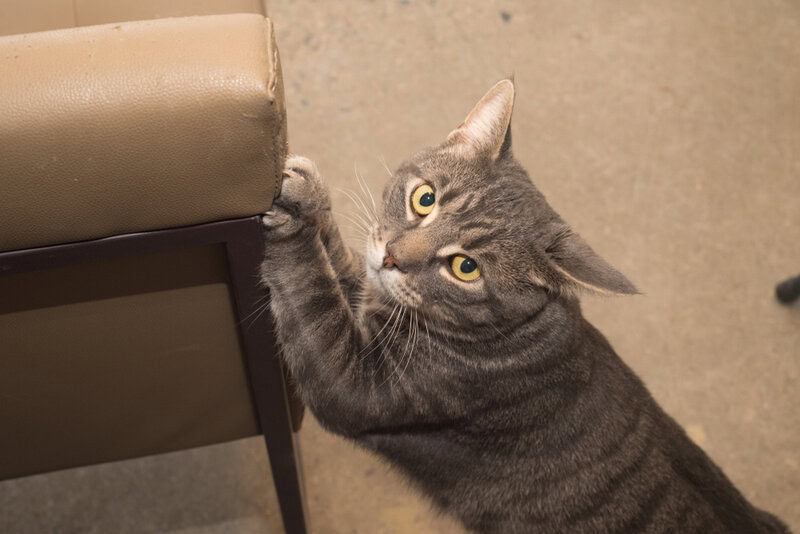 Male,Shelter,Cat,Destroying,Furniture,With,Front,Claws