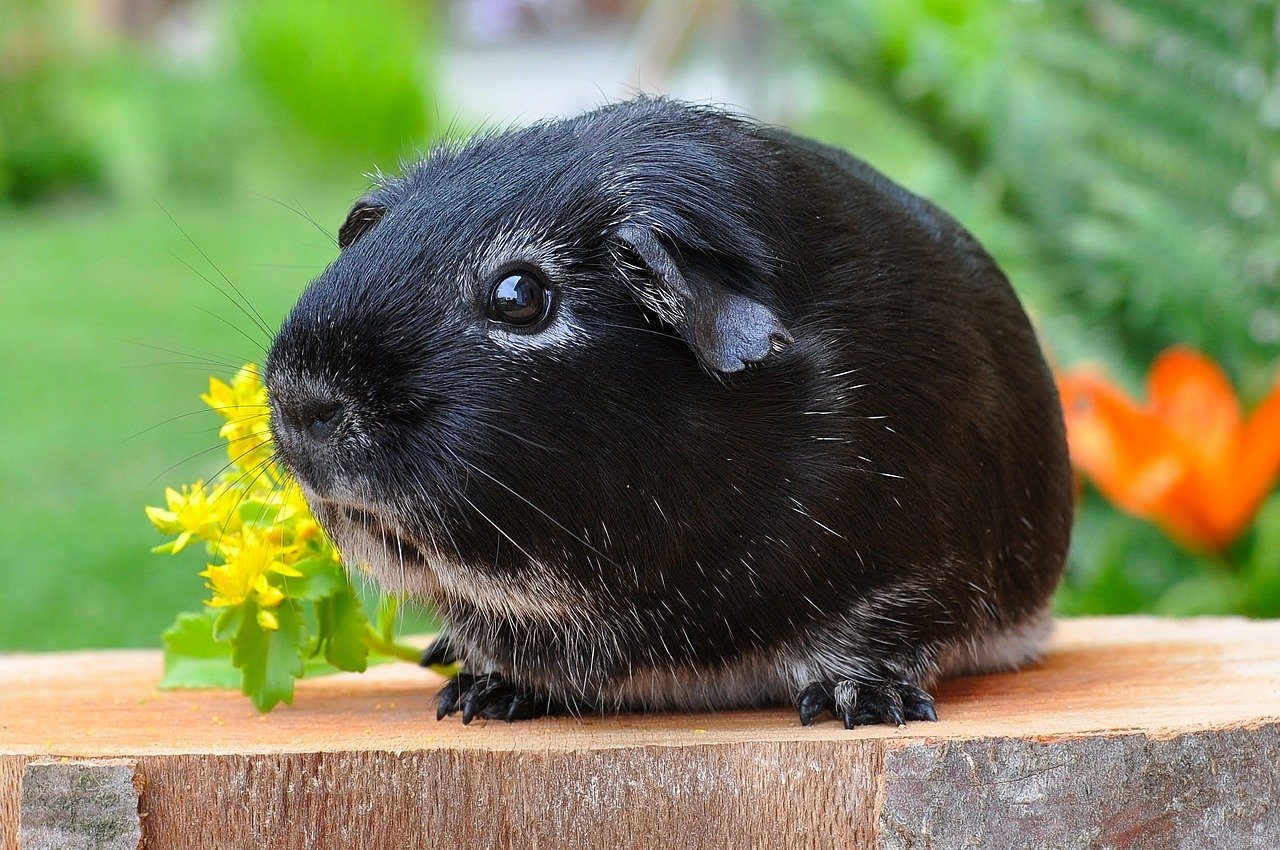 sad silver fox guinea pig