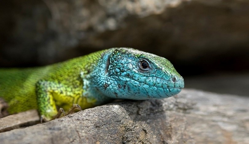 salamander-pixabay (2)