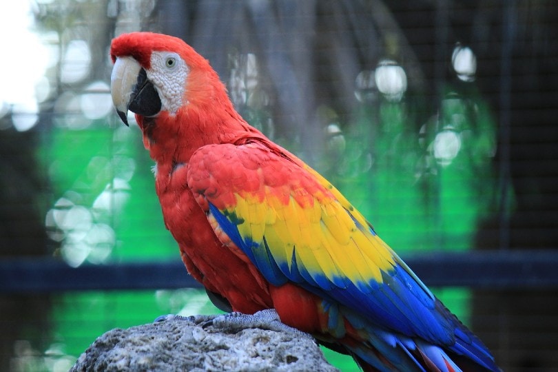scarlet macaw