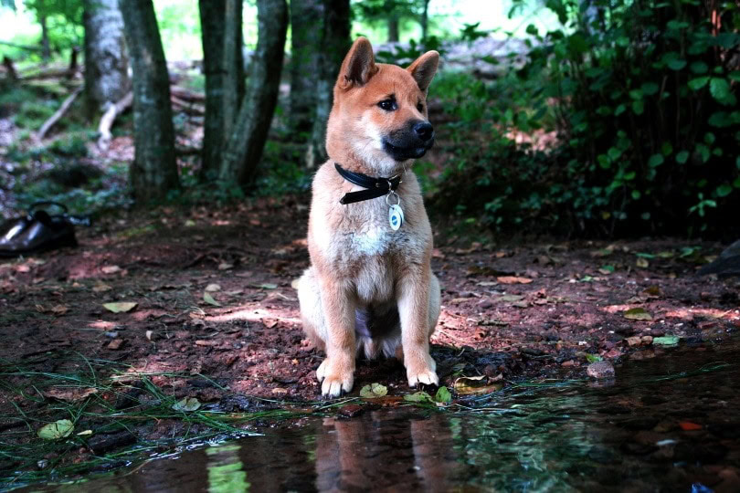 shiba-inu puppy_Benkai_Pixabay