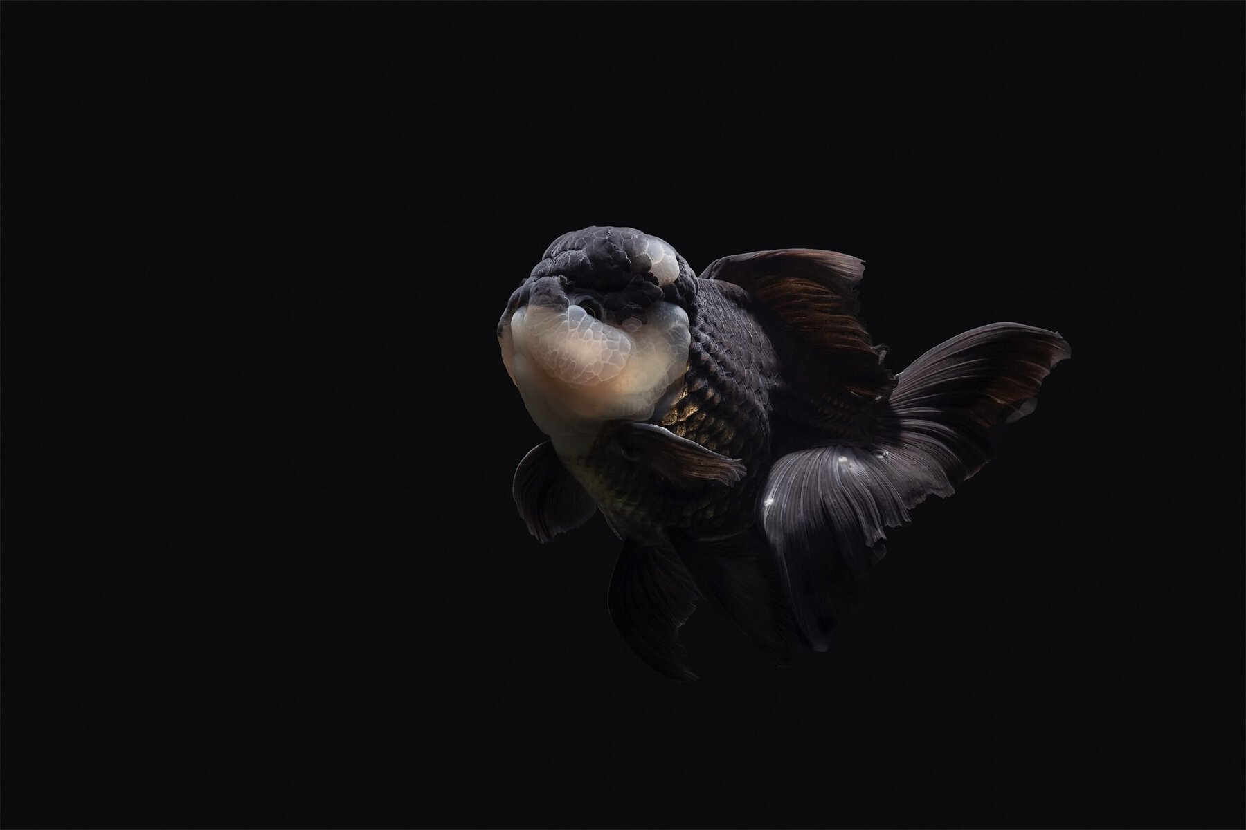 Fancy Goldfish