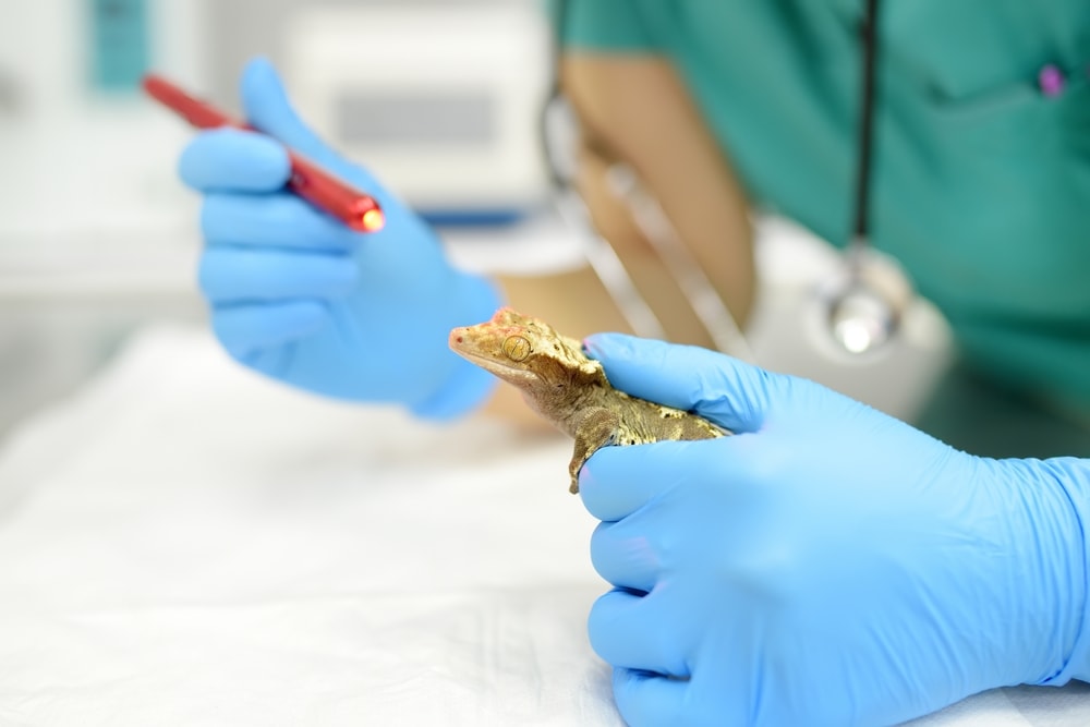 Gecko Veterinarian sick