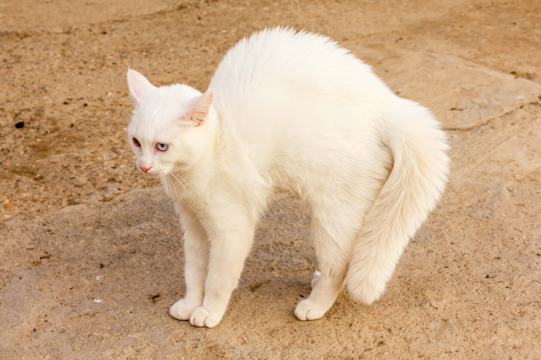 Aggressive cat posture