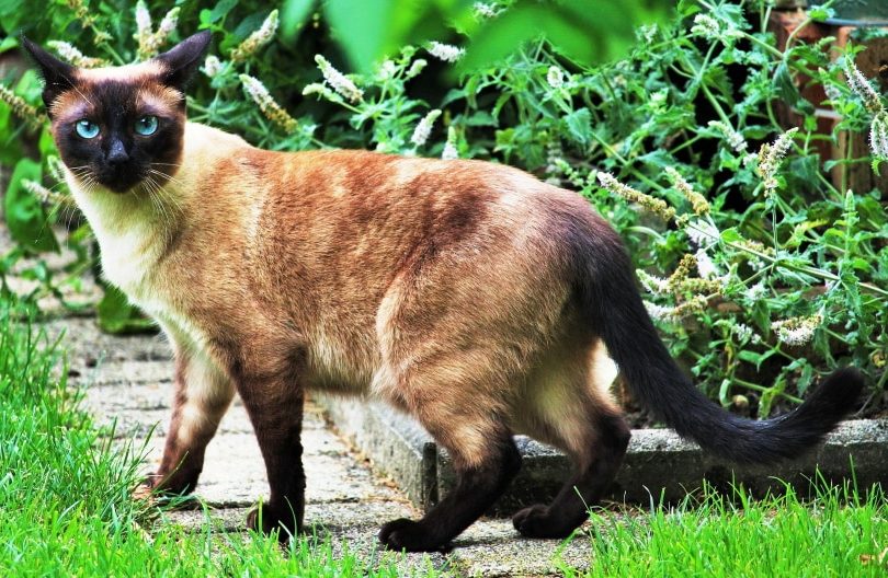 siamese cat in the garden