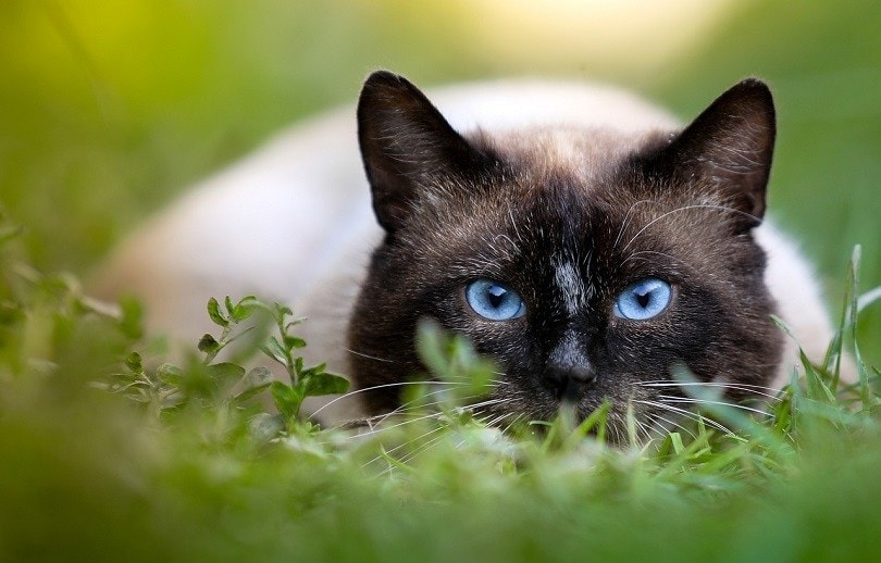 siamese cat on guard-pixabay