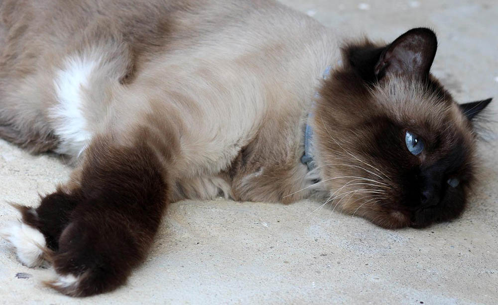 sick burmese cat