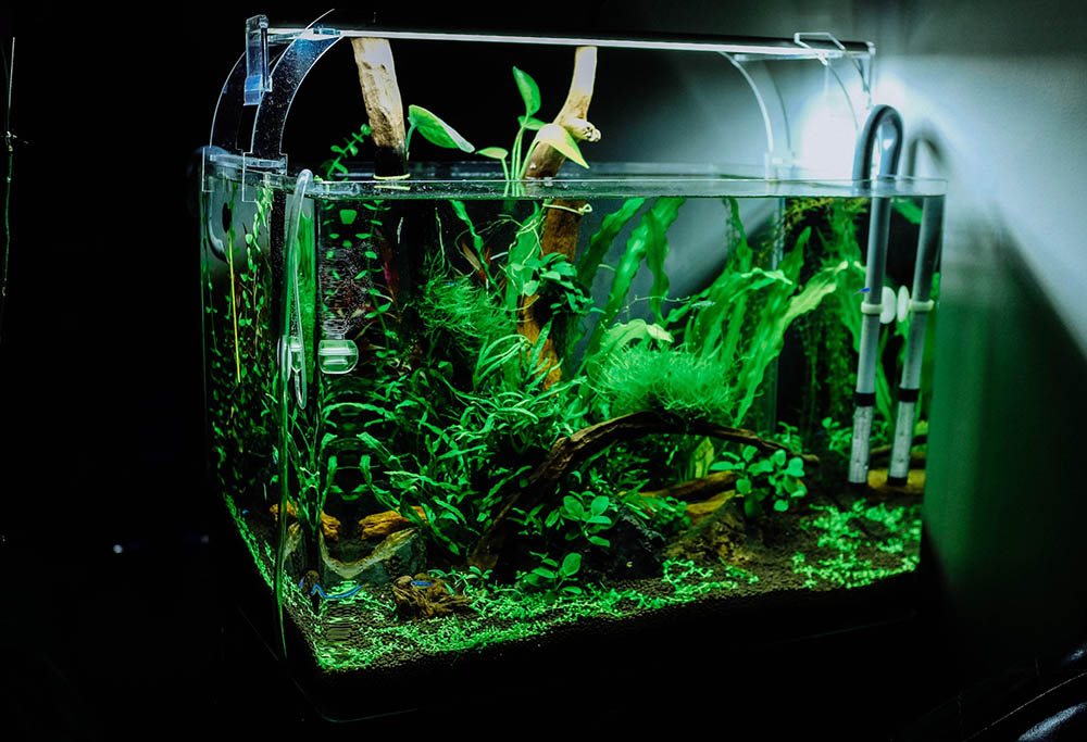 small aquarium