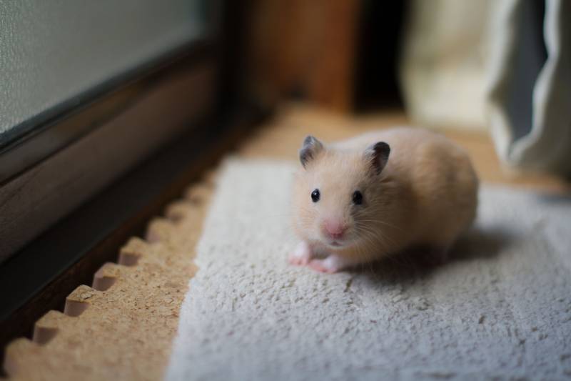small hamster on the floor