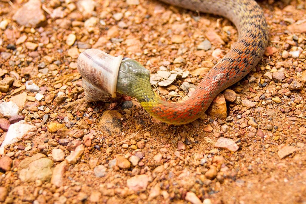 nake eating snail