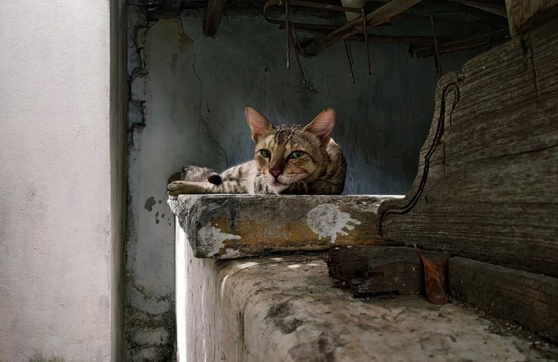 sokoke cat lying