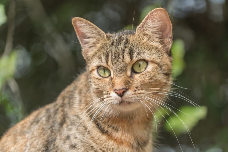 feral cat