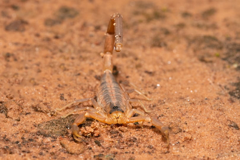 striped bark scorpion