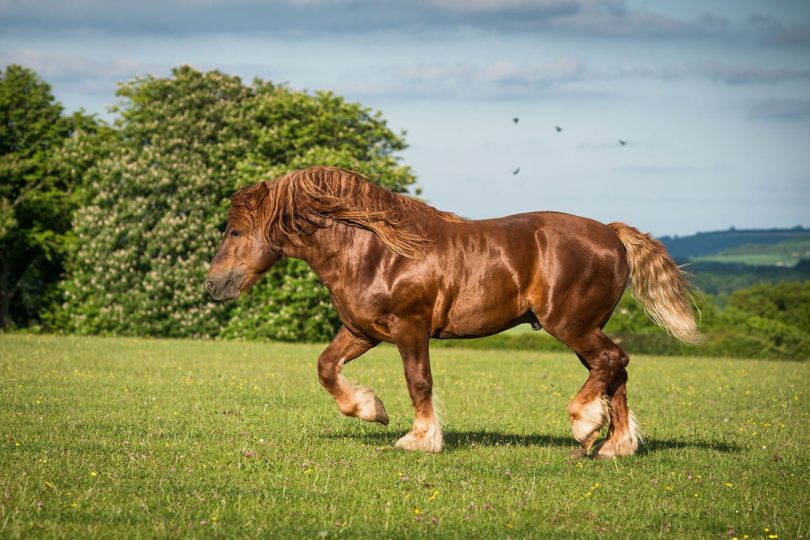 suffolk punch_Nicole Ciscato, Shutterstock