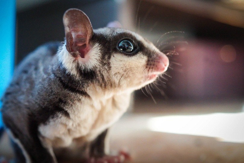 sugar glider_gayleenfroese2, Pixabay