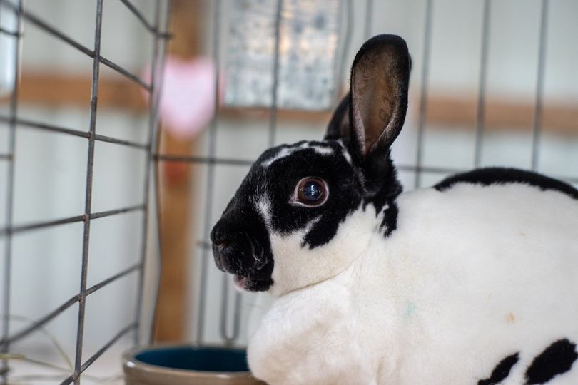 sussex-rabbit_Thomas-Sattler_shutterstock
