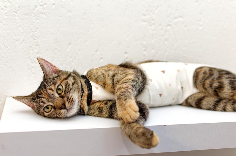 tabby cat in a medical blanket after surgery