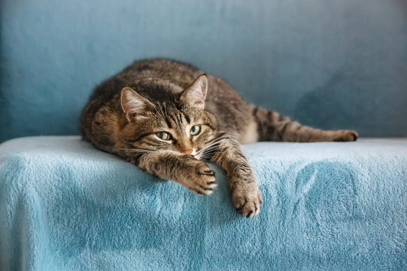 tabby cat lies on its paw