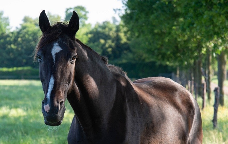 tennessee walking horse_Shutterstock_Smeerjewegproducties