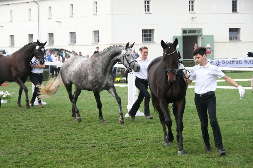 trakehner